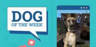 Dogster Photo Contest Winners: Dogs of the Week (Jan 2, 2025) dogster-photo-contest-winners-dogs-of-the-week-jan-2-2025