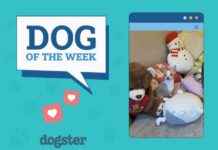 Dogster Photo Contest Winners: Dogs of the Week (Jan 30, 2025) dogster-photo-contest-winners-dogs-of-the-week-jan-30-2025