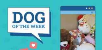 Dogster Photo Contest Winners: Dogs of the Week (Jan 30, 2025) dogster-photo-contest-winners-dogs-of-the-week-jan-30-2025