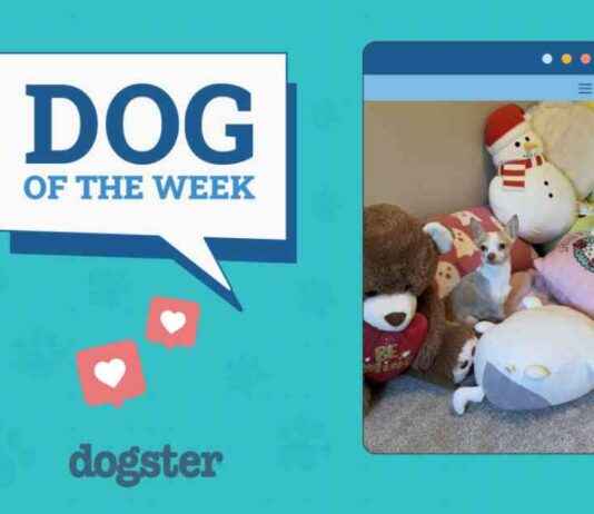 Dogster Photo Contest Winners: Dogs of the Week (Jan 30, 2025) dogster-photo-contest-winners-dogs-of-the-week-jan-30-2025