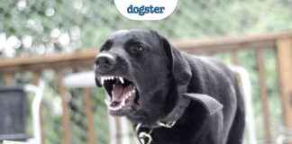 Dogster: Werewolf Syndrome Warning After Treat Recall in Europe dogster-werewolf-syndrome-warning-after-treat-recall-in-europe