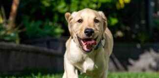 Eco-Friendly Dog Routine: 7 Ways for a Greener Pet in 2025 eco-friendly-dog-routine-7-ways-for-a-greener-pet-in-2025