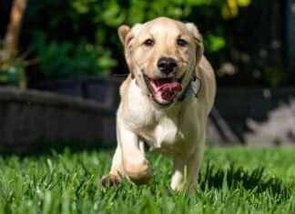 Eco-Friendly Dog Routine: 7 Ways for a Greener Pet in 2025 eco-friendly-dog-routine-7-ways-for-a-greener-pet-in-2025