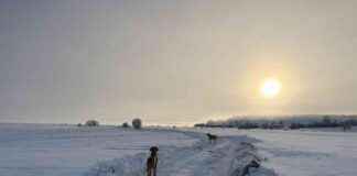 From Two to Three: The Journey of a Crazy Dog Lady – Dogster from-two-to-three-the-journey-of-a-crazy-dog-lady-dogster