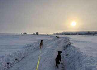 From Two to Three: The Journey of a Crazy Dog Lady – Dogster from-two-to-three-the-journey-of-a-crazy-dog-lady-dogster