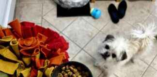 Gizmo’s Adventure Meals: A Review of Dogster’s Kibble Games gizmos-adventure-meals-a-review-of-dogsters-kibble-games