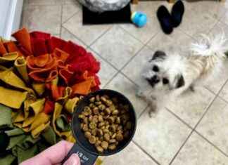 Gizmo’s Adventure Meals: A Review of Dogster’s Kibble Games gizmos-adventure-meals-a-review-of-dogsters-kibble-games