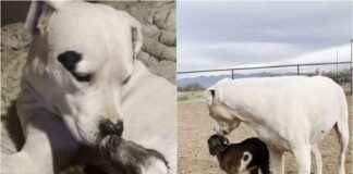 Heartwarming Deaf Dog Adopts Orphaned Baby Goat: Touching Moment heartwarming-deaf-dog-adopts-orphaned-baby-goat-touching-moment