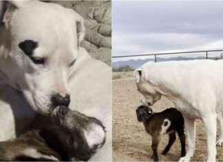 Heartwarming Deaf Dog Adopts Orphaned Baby Goat: Touching Moment heartwarming-deaf-dog-adopts-orphaned-baby-goat-touching-moment