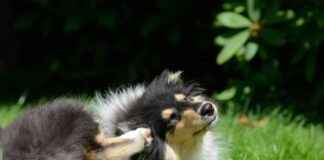 Home Remedies for Fleas on Dogs: Are They Effective? home-remedies-for-fleas-on-dogs-are-they-effective