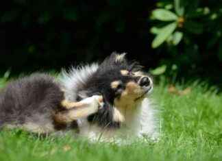 Home Remedies for Fleas on Dogs: Are They Effective? home-remedies-for-fleas-on-dogs-are-they-effective