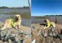 Honoring Pshon: Monument for the Hero Dog of Kazakhstan Floods honoring-pshon-monument-for-the-hero-dog-of-kazakhstan-floods