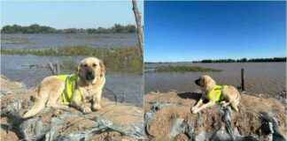 Honoring Pshon: Monument for the Hero Dog of Kazakhstan Floods honoring-pshon-monument-for-the-hero-dog-of-kazakhstan-floods