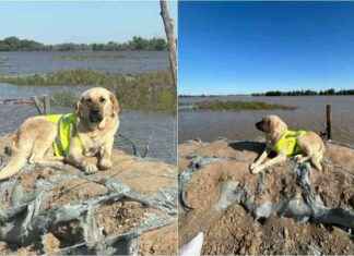 Honoring Pshon: Monument for the Hero Dog of Kazakhstan Floods honoring-pshon-monument-for-the-hero-dog-of-kazakhstan-floods