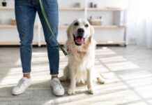 House-Train Adult Dog: Umbilical Cord Method (Vet-Approved) house-train-adult-dog-umbilical-cord-method-vet-approved