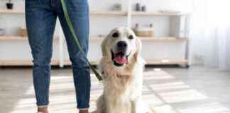 House-Train Adult Dog: Umbilical Cord Method (Vet-Approved) house-train-adult-dog-umbilical-cord-method-vet-approved