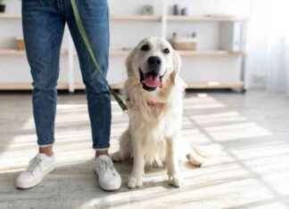 House-Train Adult Dog: Umbilical Cord Method (Vet-Approved) house-train-adult-dog-umbilical-cord-method-vet-approved