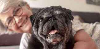 Longevity Drugs for Dogs: Potential Benefits for Humans Identified longevity-drugs-for-dogs-potential-benefits-for-humans-dentified