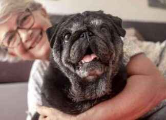 Longevity Drugs for Dogs: Potential Benefits for Humans Identified longevity-drugs-for-dogs-potential-benefits-for-humans-dentified