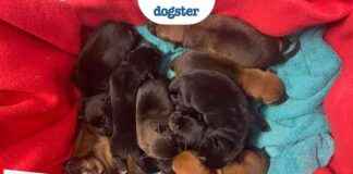 Mama Dog Shot Protecting Newborn Puppies: Story of Love & Survival mama-dog-shot-protecting-newborn-puppies-story-of-love-survival