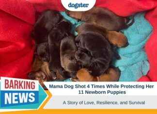 Mama Dog Shot Protecting Newborn Puppies: Story of Love & Survival mama-dog-shot-protecting-newborn-puppies-story-of-love-survival