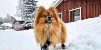 Protect Your Dog’s Paws in Winter: Vet-Reviewed Tips & Tricks protect-your-dogs-paws-in-winter-vet-reviewed-tips-tricks