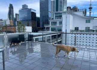 Rural vs. City Living for Dogs: Adventures with Rosa & Mac rural-vs-city-living-for-dogs-adventures-with-rosa-mac