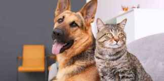 Study Finds Increase in Pets Exposed to Illegal Drugs at Home Since 2019 study-finds-ncrease-in-pets-exposed-to-llegal-drugs-at-home-since-2019