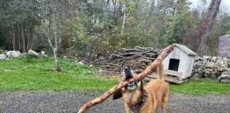 The Science Behind Why Dogs Love Chewing Sticks – Dogster the-science-behind-why-dogs-love-chewing-sticks-dogster