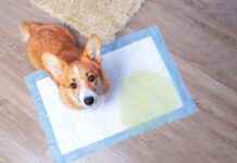 Top 10 Dog Potty Training Problems: Expert Solutions & Tips top-10-dog-potty-training-problems-expert-solutions-tips