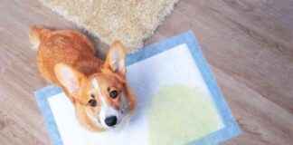 Top 10 Dog Potty Training Problems: Expert Solutions & Tips top-10-dog-potty-training-problems-expert-solutions-tips