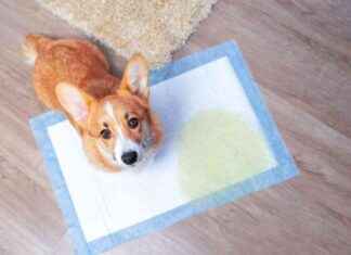 Top 10 Dog Potty Training Problems: Expert Solutions & Tips top-10-dog-potty-training-problems-expert-solutions-tips