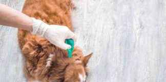 Top 10 Flea & Tick Treatments for Dogs 2025: Reviews & Recommendations top-10-flea-tick-treatments-for-dogs-2025-reviews-recommendations