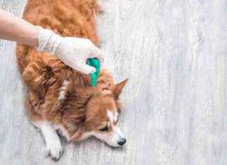 Top 10 Flea & Tick Treatments for Dogs 2025: Reviews & Recommendations top-10-flea-tick-treatments-for-dogs-2025-reviews-recommendations