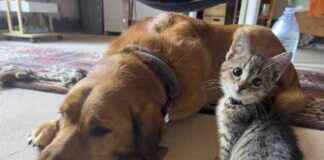 Top 5 Canine Sleeping Positions: A Guide by Dogster top-5-canine-sleeping-positions-a-guide-by-dogster