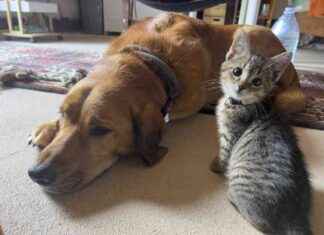 Top 5 Canine Sleeping Positions: A Guide by Dogster top-5-canine-sleeping-positions-a-guide-by-dogster