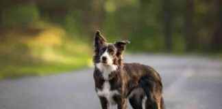 Top 6 Dog Boots for 2025: Reviews & Picks – Dogster top-6-dog-boots-for-2025-reviews-picks-dogster