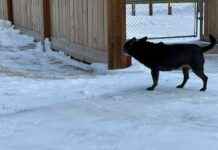 Ultimate Guide to Surviving Canadian Winters with Your Dog ultimate-guide-to-surviving-canadian-winters-with-your-dog