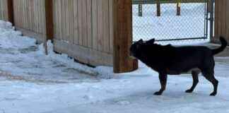 Ultimate Guide to Surviving Canadian Winters with Your Dog ultimate-guide-to-surviving-canadian-winters-with-your-dog