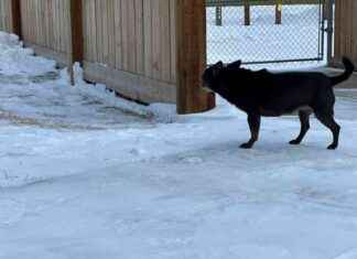 Ultimate Guide to Surviving Canadian Winters with Your Dog ultimate-guide-to-surviving-canadian-winters-with-your-dog