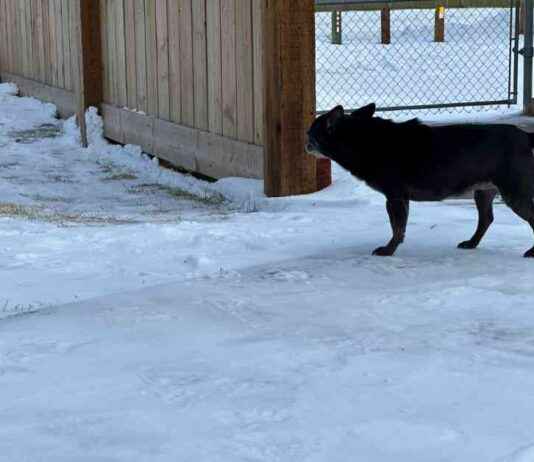 Ultimate Guide to Surviving Canadian Winters with Your Dog ultimate-guide-to-surviving-canadian-winters-with-your-dog