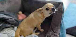 Understanding Fred’s Reverse Sneezing: Causes and Why It’s Nothing to Worry About understanding-freds-reverse-sneezing-causes-and-why-ts-nothing-to-worry-about