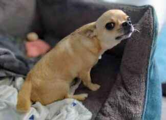 Understanding Fred’s Reverse Sneezing: Causes and Why It’s Nothing to Worry About understanding-freds-reverse-sneezing-causes-and-why-ts-nothing-to-worry-about