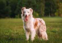 Understanding the Anatomy of Dogs: A Comprehensive Guide from a Vet understanding-the-anatomy-of-dogs-a-comprehensive-guide-from-a-vet