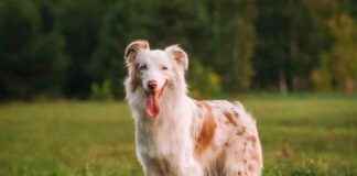 Understanding the Anatomy of Dogs: A Comprehensive Guide from a Vet understanding-the-anatomy-of-dogs-a-comprehensive-guide-from-a-vet