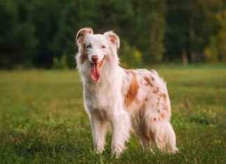 Understanding the Anatomy of Dogs: A Comprehensive Guide from a Vet understanding-the-anatomy-of-dogs-a-comprehensive-guide-from-a-vet