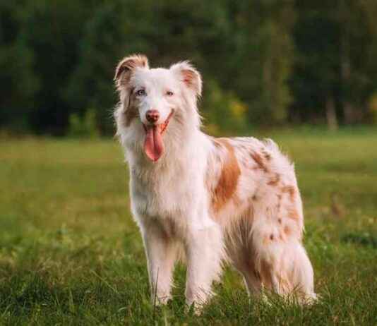 Understanding the Anatomy of Dogs: A Comprehensive Guide from a Vet understanding-the-anatomy-of-dogs-a-comprehensive-guide-from-a-vet