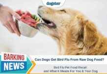 Understanding the Bird Flu Pet Food Recall: Implications for You and Your Dog understanding-the-bird-flu-pet-food-recall-mplications-for-you-and-your-dog