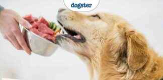 Understanding the Bird Flu Pet Food Recall: Implications for You and Your Dog understanding-the-bird-flu-pet-food-recall-mplications-for-you-and-your-dog