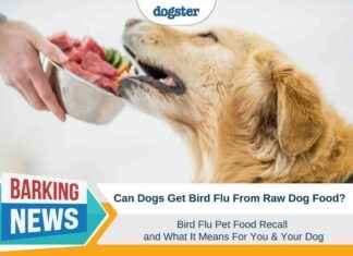 Understanding the Bird Flu Pet Food Recall: Implications for You and Your Dog understanding-the-bird-flu-pet-food-recall-mplications-for-you-and-your-dog
